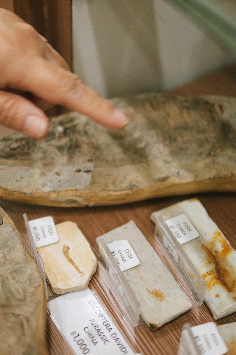 早年 Aramsri Punyathiro 和先生像冒險家一樣跑遍泰國各地，專門找奇特的石頭帶回來，其中也不乏有他們親手挖掘的雙殼貝